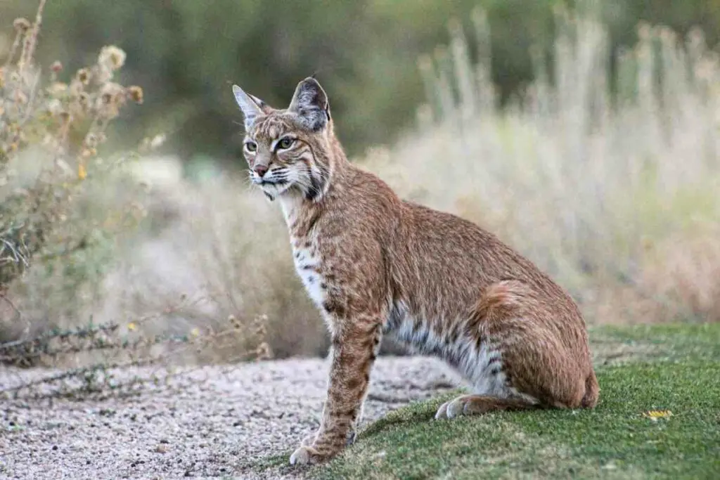 Bobcat predator za lisice
