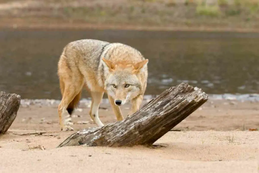 Kojot predator za lisice