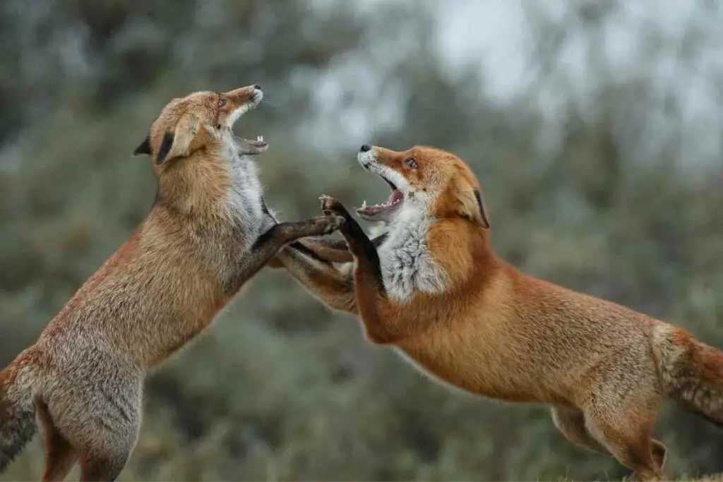Lisica se bori za hranu
