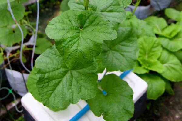 1682109742 Kako uzgojiti hidroponsku lubenicu na pravi nacin AgroPower Vrtni alati i strojevi