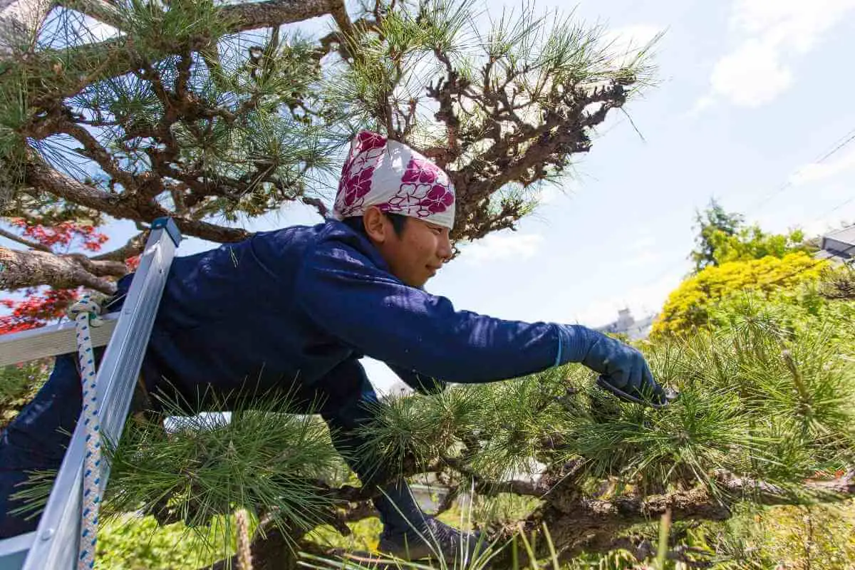 1682109861 Kako orezati borove na japanski nacin AgroPower Vrtni alati i strojevi