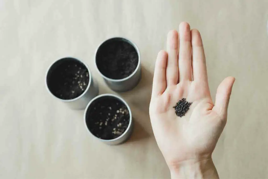 Sjemenke bosiljka u ruci