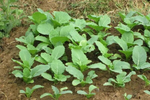 1682111198 Kako uzgojiti organski pechay AgroPower Vrtni alati i strojevi