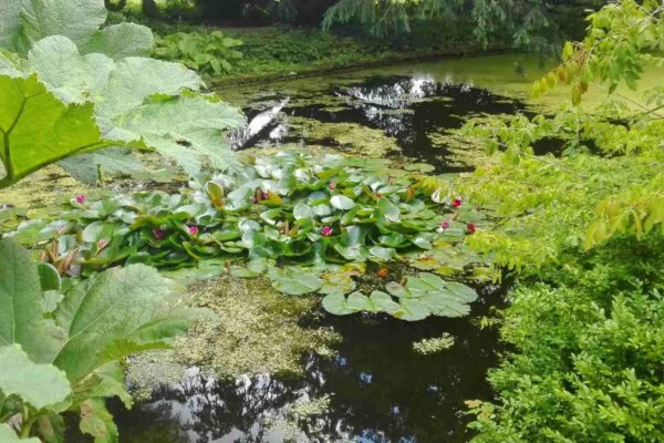 1682135982 Mozete li imati previse biljaka u vrtnom jezercu AgroPower Vrtni alati i strojevi