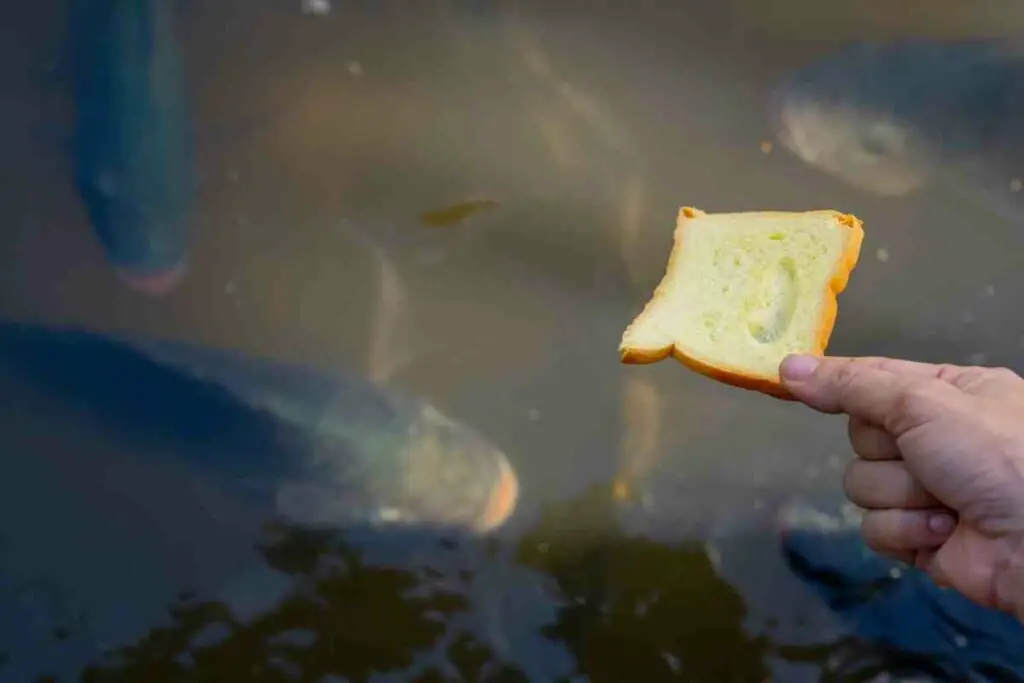 Hranjenje ribnjaka kruhom