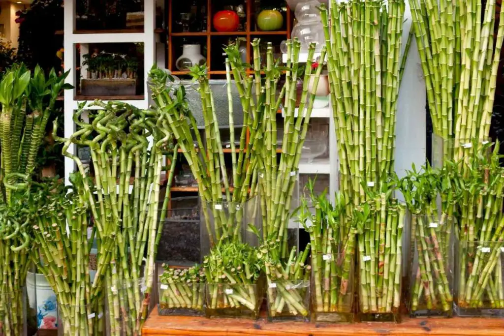 Zahtjevi biljke bambusa za svjetlo