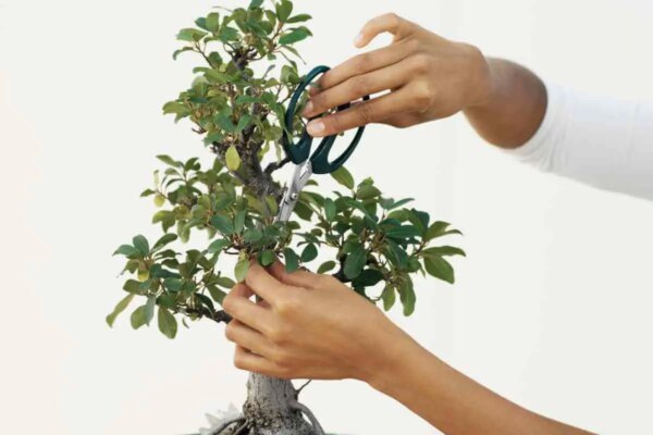 1682161906 Kako podebljati grane bonsaija Vodic za pocetnike AgroPower Vrtni alati i strojevi