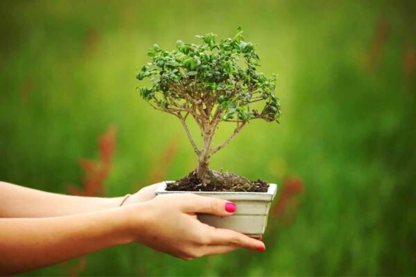 1682162023 Kada presaditi bonsai sto biste trebali znati AgroPower Vrtni alati i strojevi