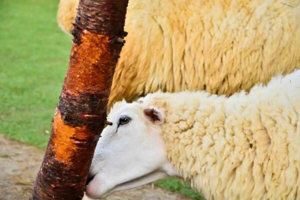 1682164882 Hoce li ovce u dvoristu jesti vocke Kako ih zaustaviti AgroPower Vrtni alati i strojevi