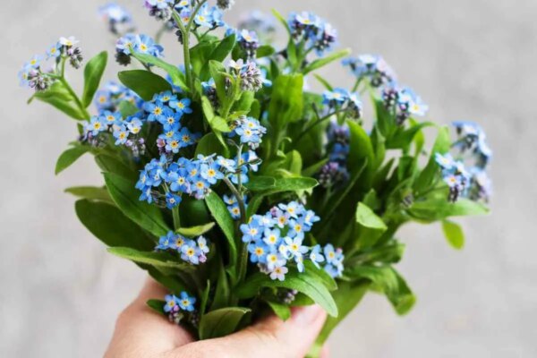 1682170528 5 biljaka koje daju plave cvjetove AgroPower Vrtni alati i strojevi