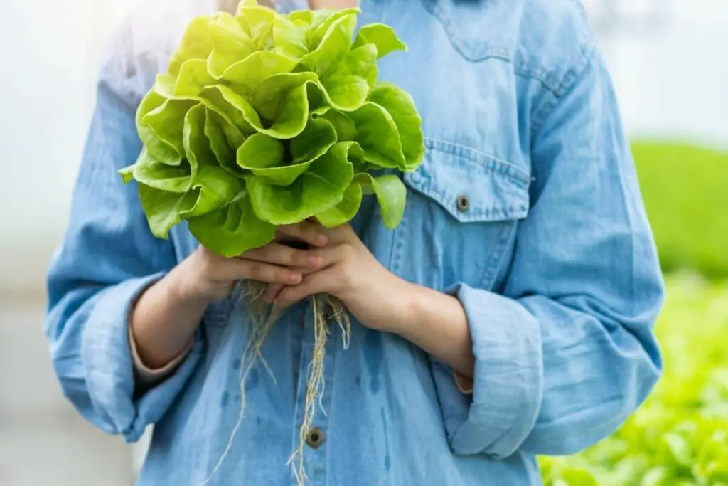Uzgoj hidroponske salate za profit