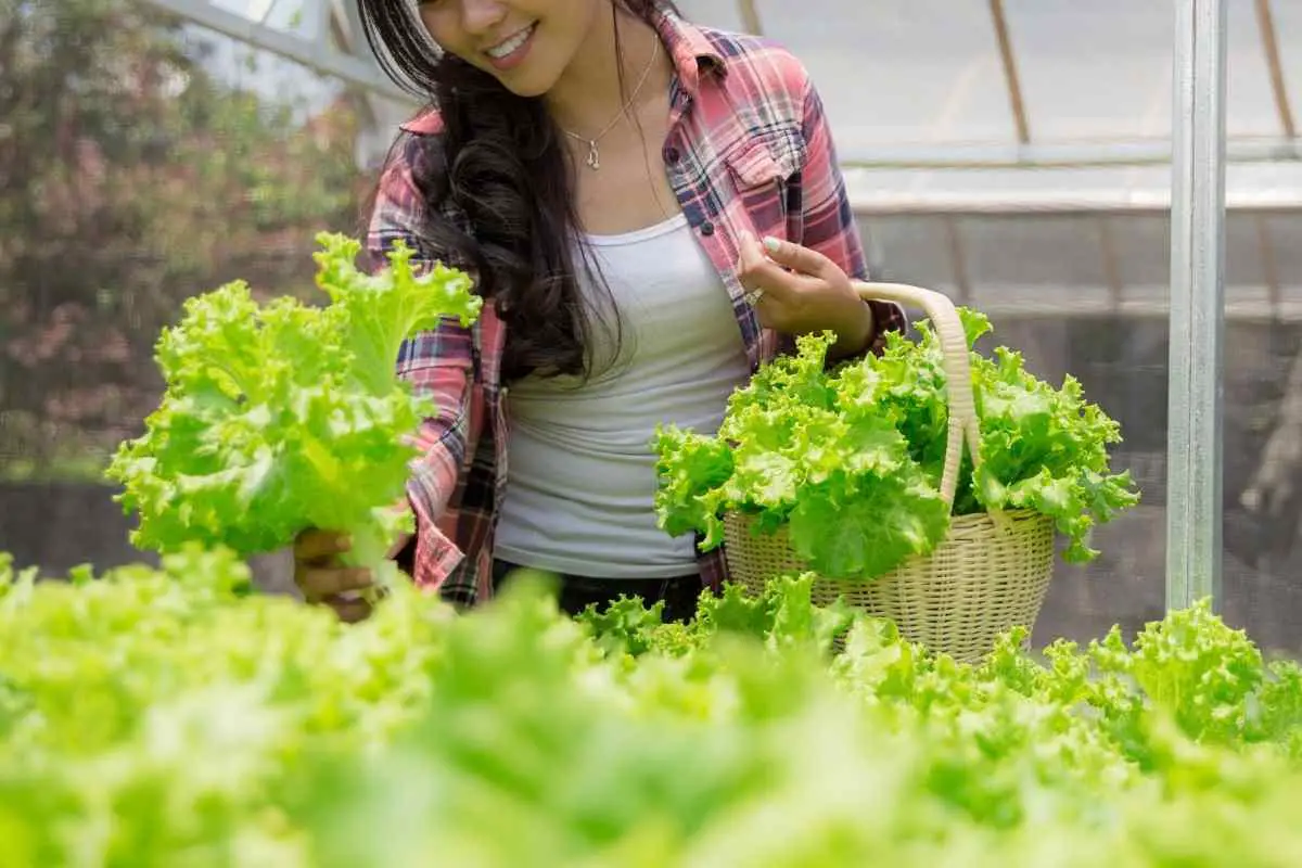 1682171248 Tower Garden nasuprot uzgoju zelene salate Sto je bolje AgroPower Vrtni alati i strojevi