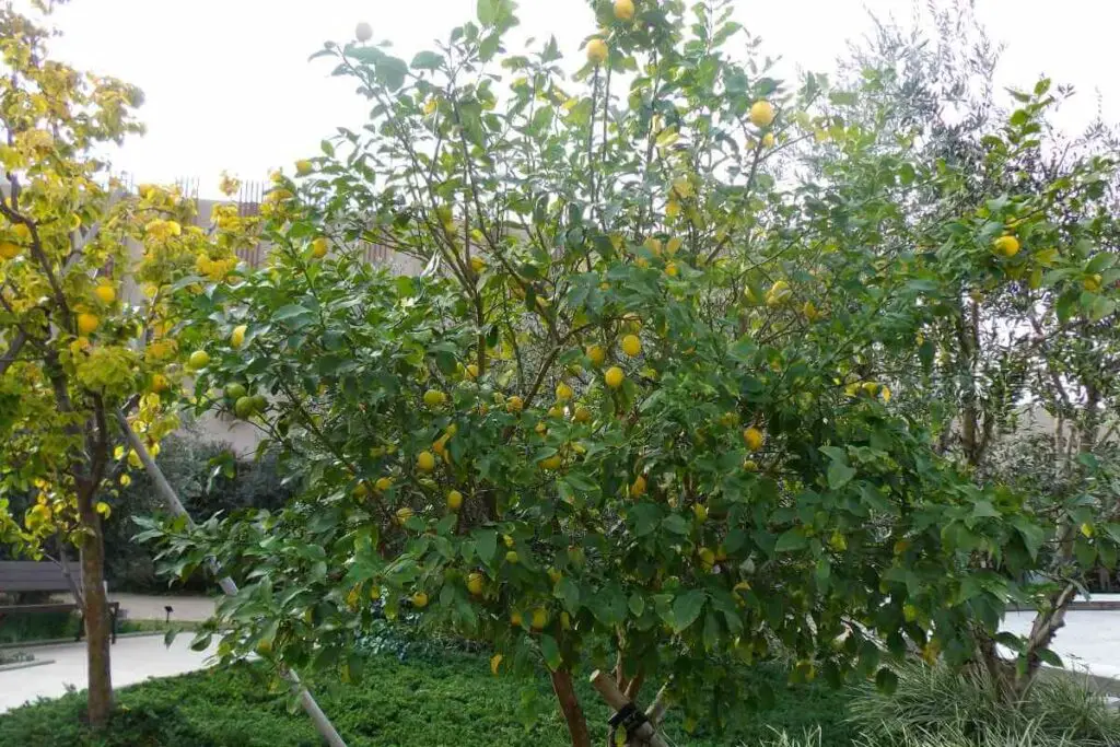 Stabla limuna u parku