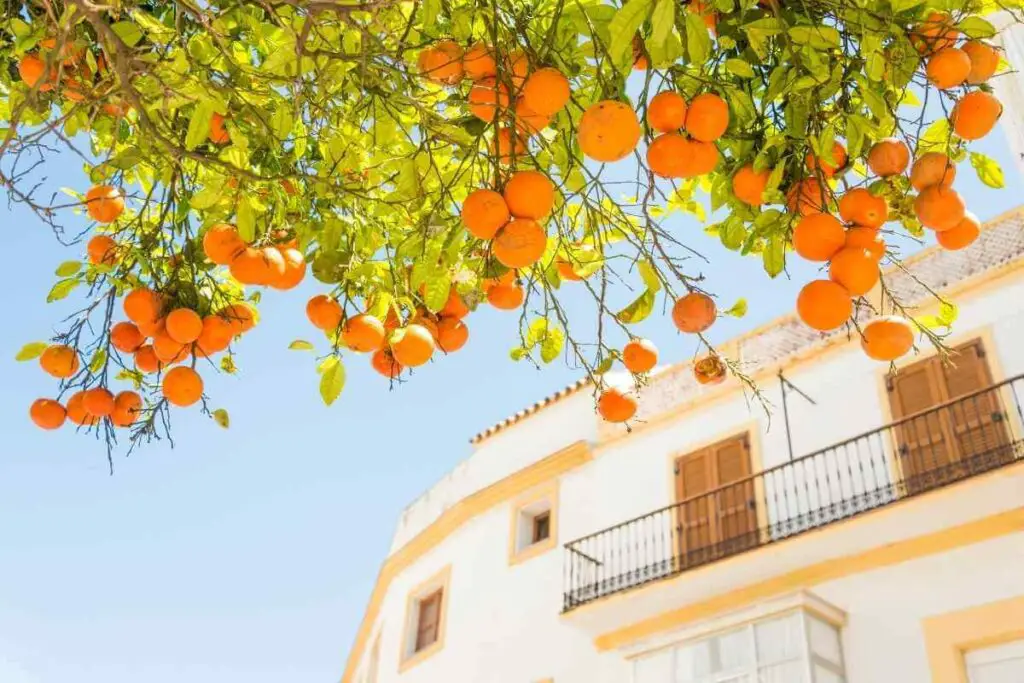 Stablo naranče sunčan dan