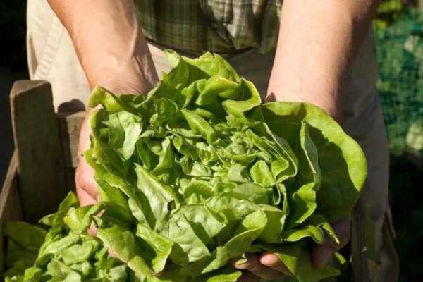1682173858 5 razloga zasto vam je zelena salata Aerogarden gorka AgroPower Vrtni alati i strojevi
