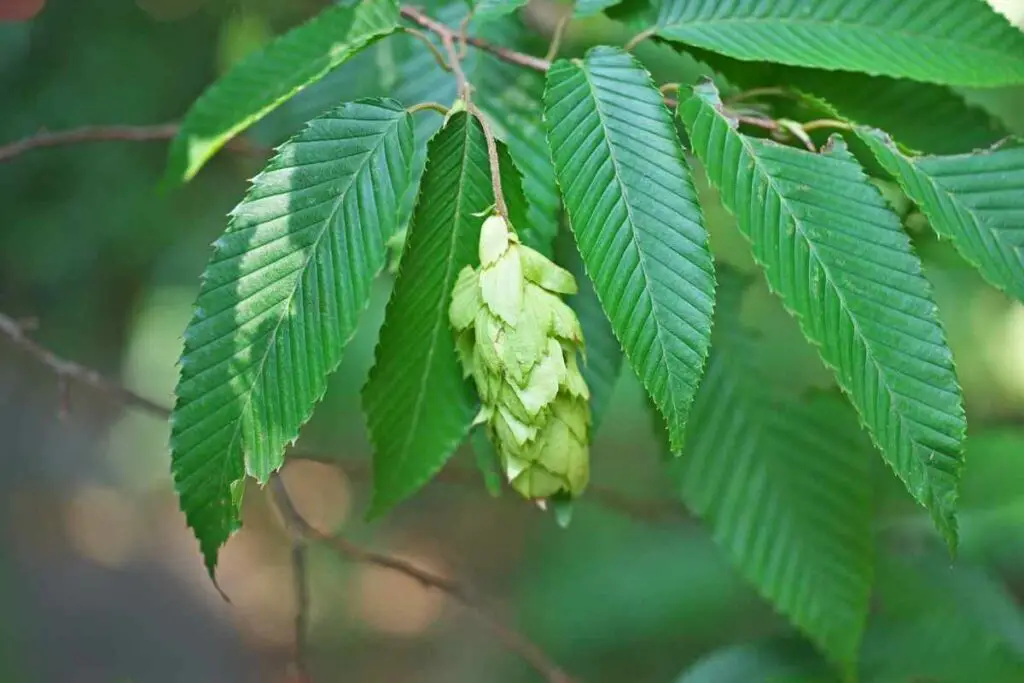 Carpinus caroliniana stabla