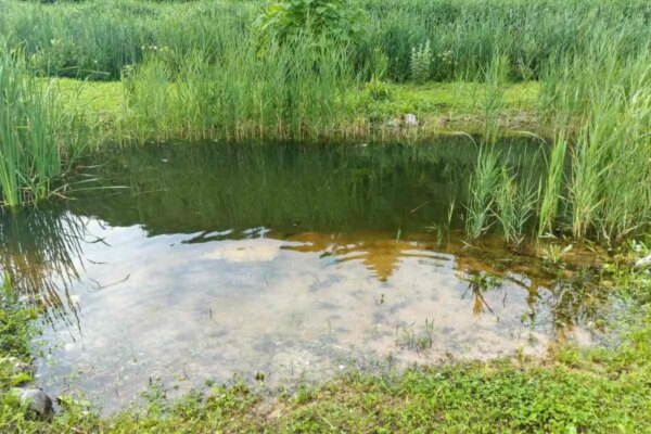 1682176500 Kako prirodna jezerca ostaju cista AgroPower Vrtni alati i strojevi