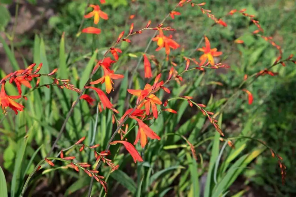 Crocosmias biljka