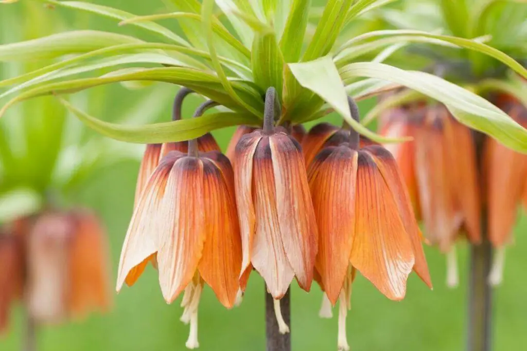 Fritillaria biljka