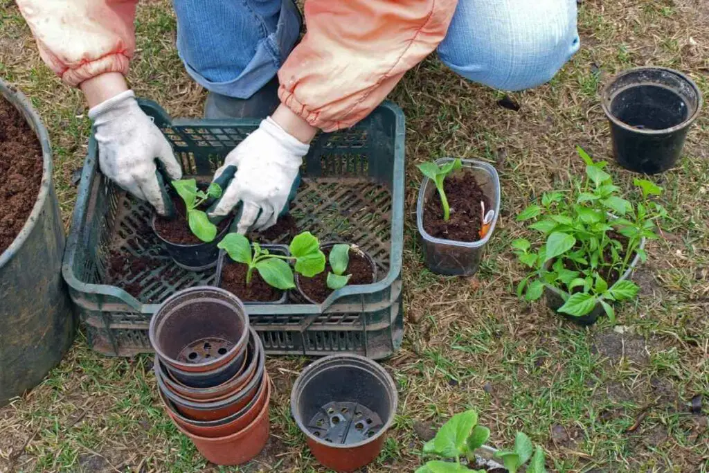 1682179126 680 Kako jednostavno ponistiti gnojidbu u vrtu AgroPower Vrtni alati i strojevi