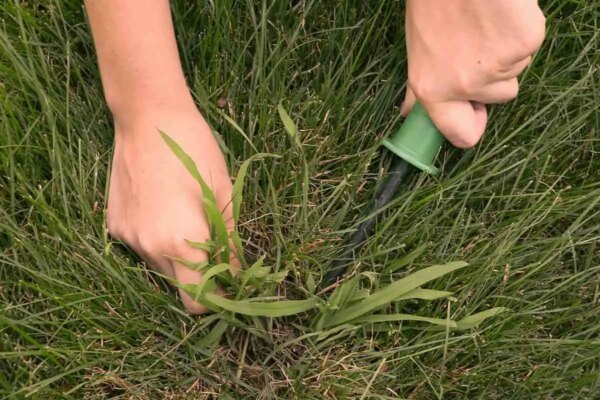 1682181528 Koje je najbolje sredstvo za unistavanje crabgrass a za vas travnjak AgroPower Vrtni alati i strojevi