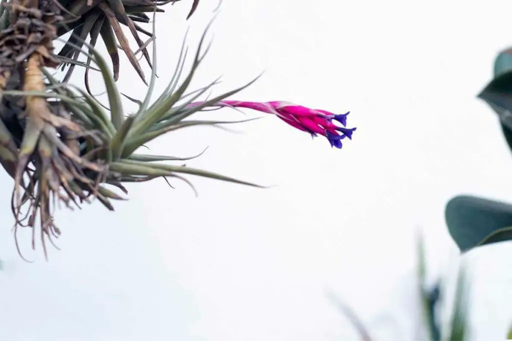 Zračna biljka cvijet ljubičasta