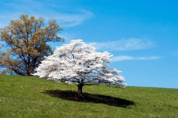1682185478 Bijelo cvjetajuce vrtno drvece i grmlje AgroPower Vrtni alati i strojevi