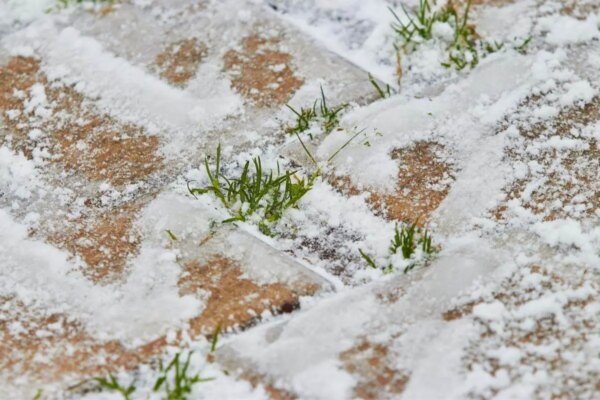 1682185714 Umiru li sjemenke trave na hladnoci AgroPower Vrtni alati i strojevi