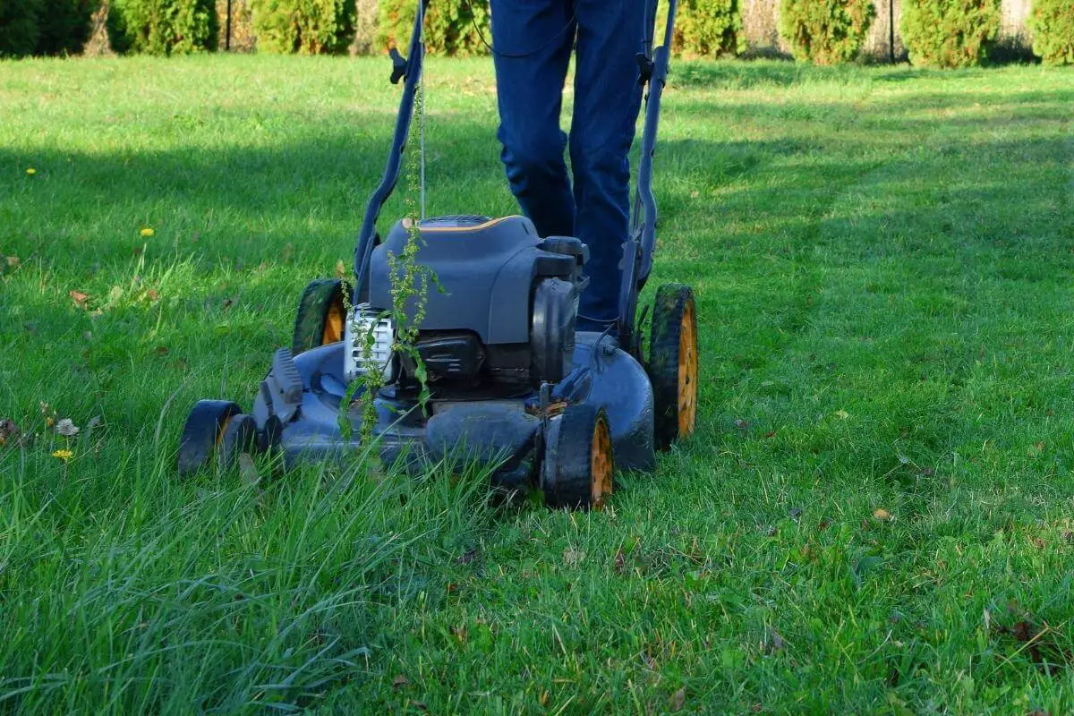 1682193276 Njega travnjaka naspram odrzavanja travnjaka Koja je razlika AgroPower Vrtni alati i strojevi