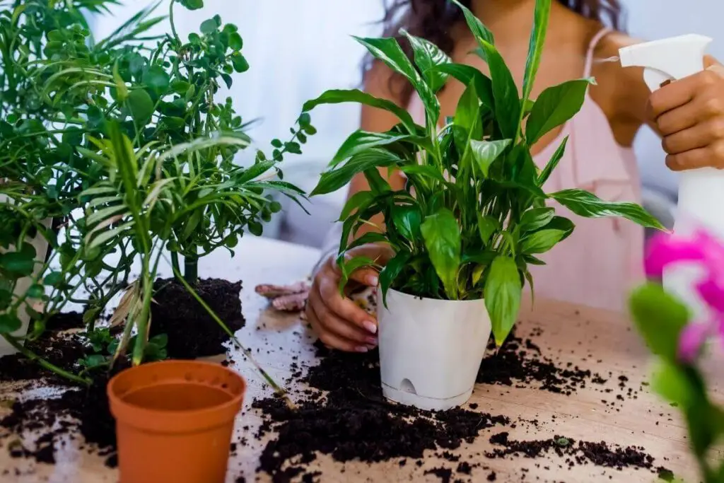 Zašto vaše sobne biljke toliko privlače bube?