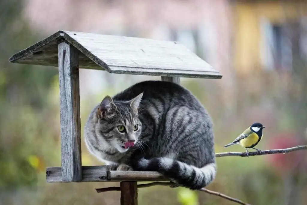 Mačka na hranilici za ptice