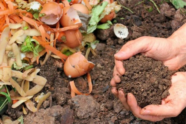 1682195197 Je li nedovrseni kompost los Sto uciniti s tim AgroPower Vrtni alati i strojevi