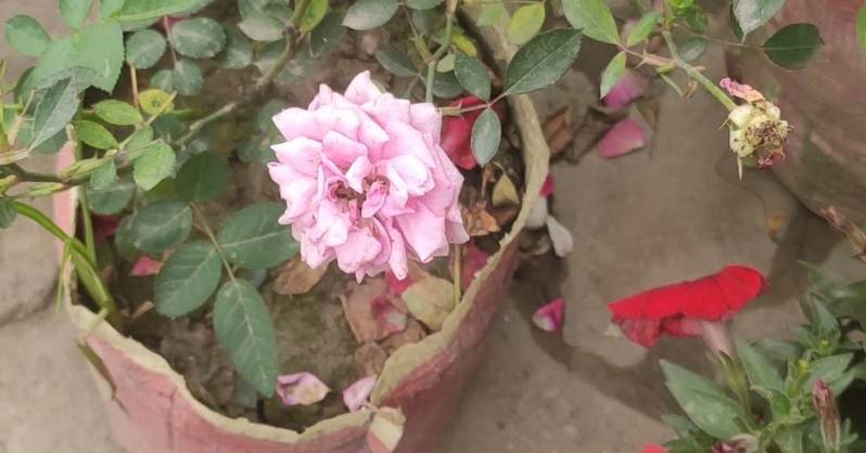 Bengalska ruza saznajte sve o tajanstvenom cvijetu AgroPower Vrtni alati i strojevi