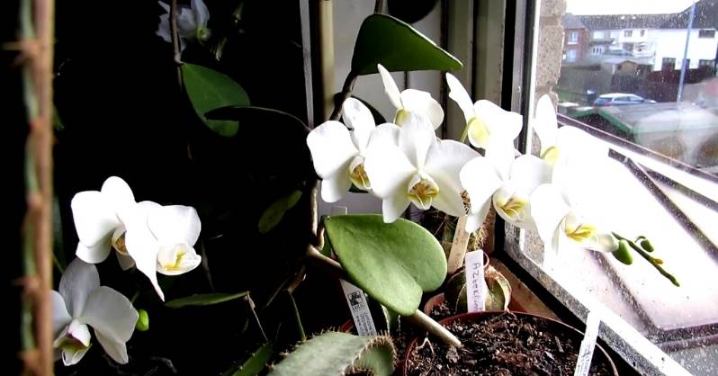 Bijela orhideja saznajte sve o elegantnom i tajanstvenom cvijecu AgroPower Vrtni alati i strojevi