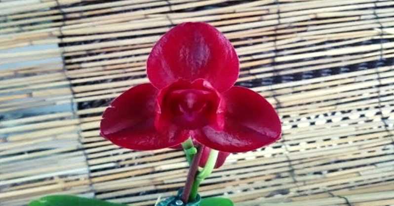 Crvena orhideja Sve sto trebate znati o fascinantnom cvijetu AgroPower Vrtni alati i strojevi