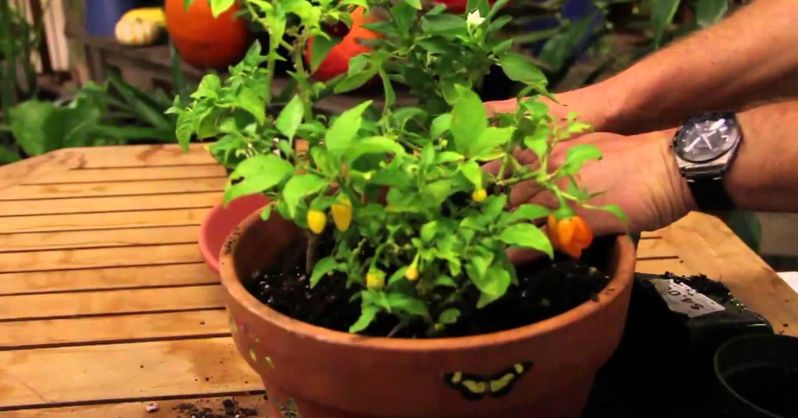 Je li vasa omiljena visegodisnja biljka paprike AgroPower Vrtni alati i strojevi