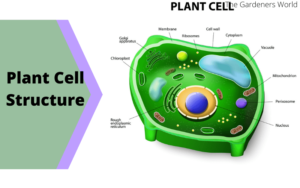 Jesu li biljke visestanicne Struktura biljnih stanica AgroPower Vrtni alati i strojevi