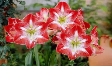 Kako cvjeta amarilis i kako ga poboljsati AgroPower Vrtni alati i strojevi