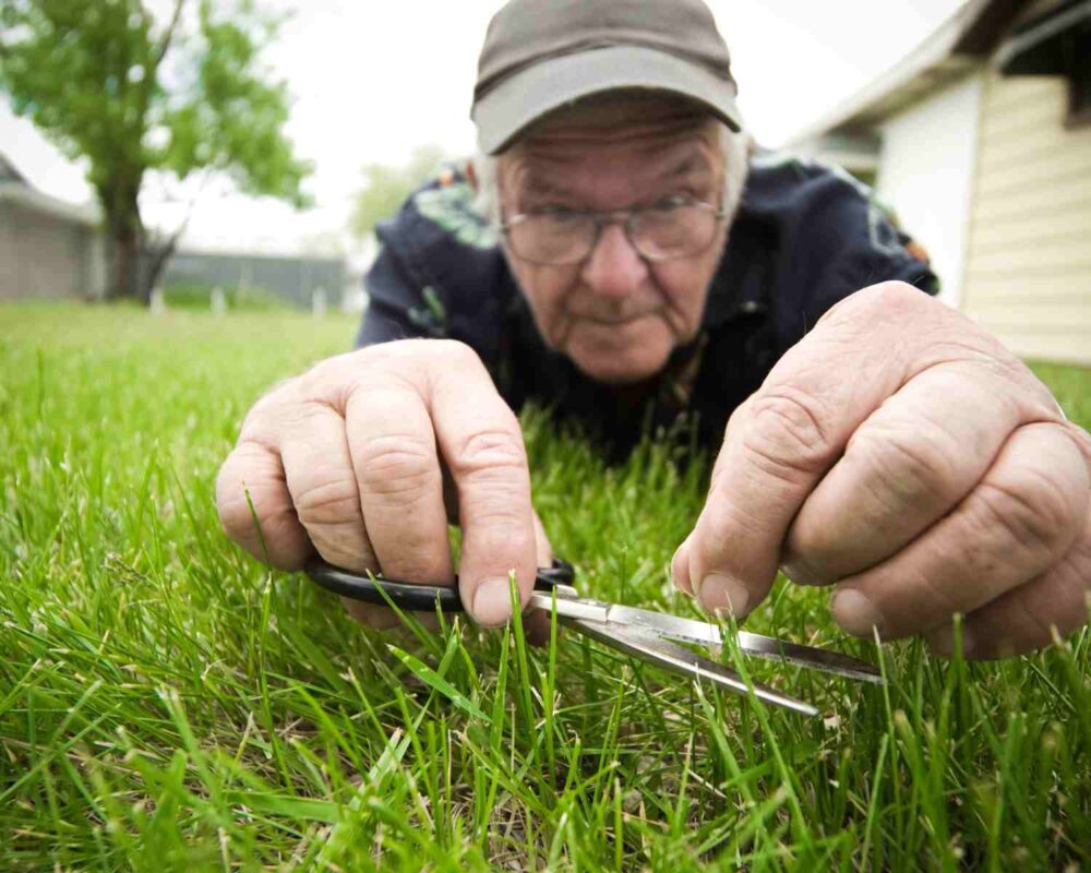 Kako pokositi travu bez kosilice 4 AgroPower Vrtni alati i strojevi
