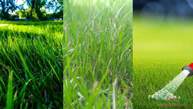 Kako popraviti previse zalivenu travu Potpuni vodic za zdrav travnjak AgroPower Vrtni alati i strojevi