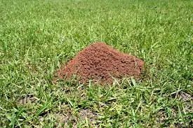 Kako se rijesiti brda mrava na travnjaku AgroPower Vrtni alati i strojevi