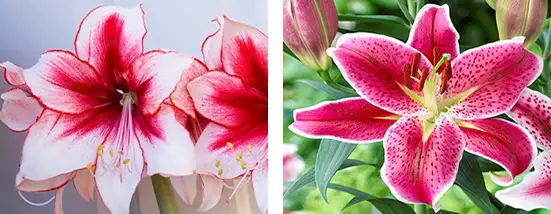 Koja je vrsta cvijeta amarilis AgroPower Vrtni alati i strojevi
