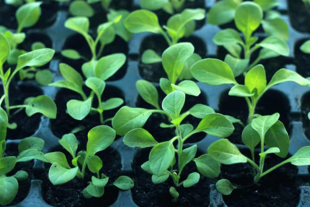 Koji je najbolji nacin za pocetak sjemenja u zatvorenom prostoru AgroPower Vrtni alati i strojevi
