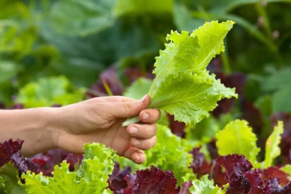 Koliko donosi Aerogarden salate AgroPower Vrtni alati i strojevi
