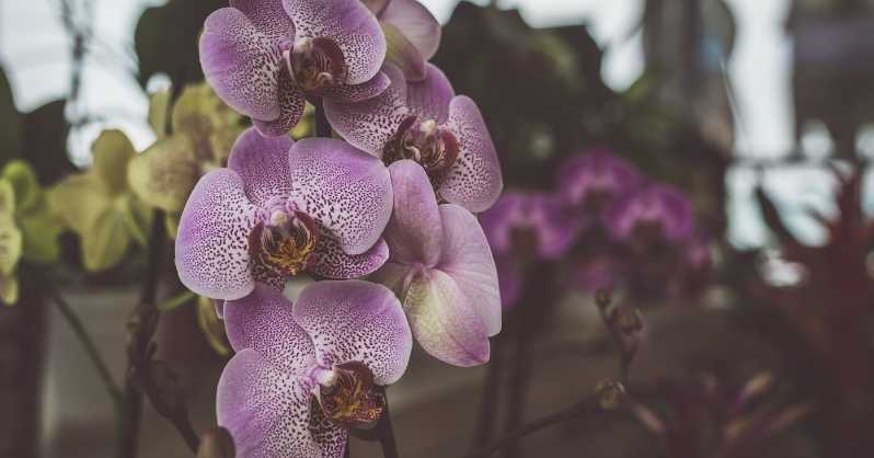 Ljubicasti cvijet orhideje Znacenje podrijetlo upotreba i sirenje AgroPower Vrtni alati i strojevi