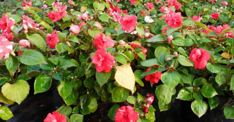 Najbolje biljke za sparivanje s Canna ljiljanima Ucinite svoj AgroPower Vrtni alati i strojevi