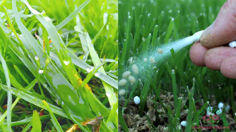 Nanosenje gnojiva na mokru travu rizici i najbolje prakse AgroPower Vrtni alati i strojevi