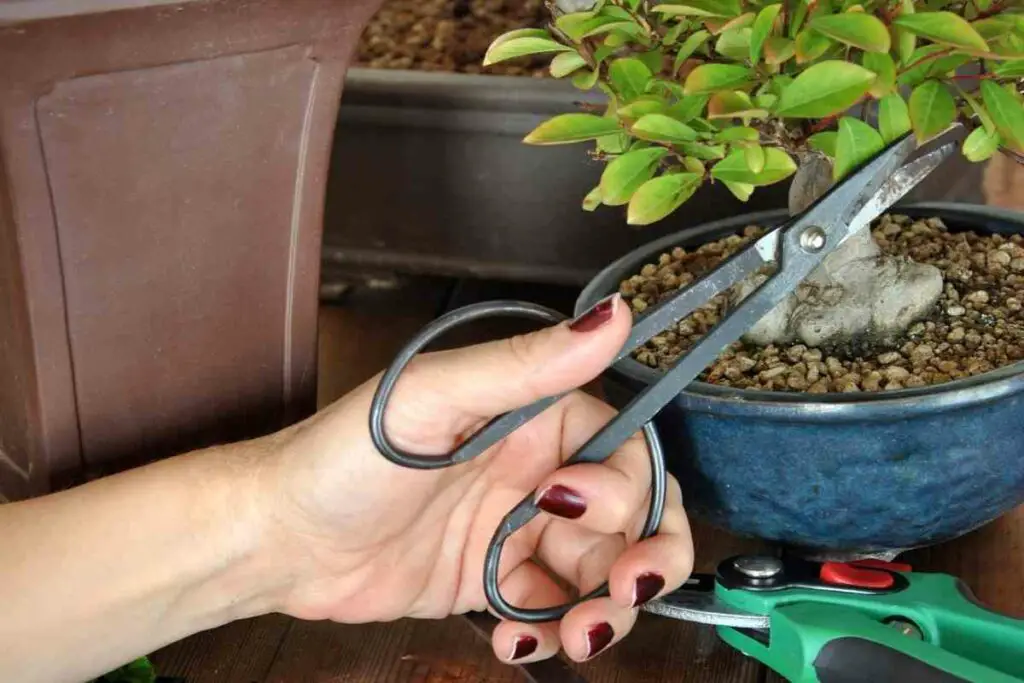 Objasnjenje japanskih alata za bonsai AgroPower Vrtni alati i strojevi