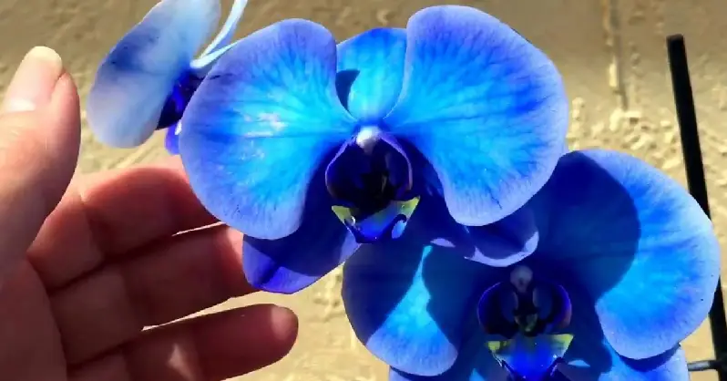 Plava orhideja Sve o egzoticnom cvijetu.webp AgroPower Vrtni alati i strojevi