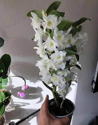 Saznajte koliko dugo cvjetaju orhideje i kako ih produljiti AgroPower Vrtni alati i strojevi